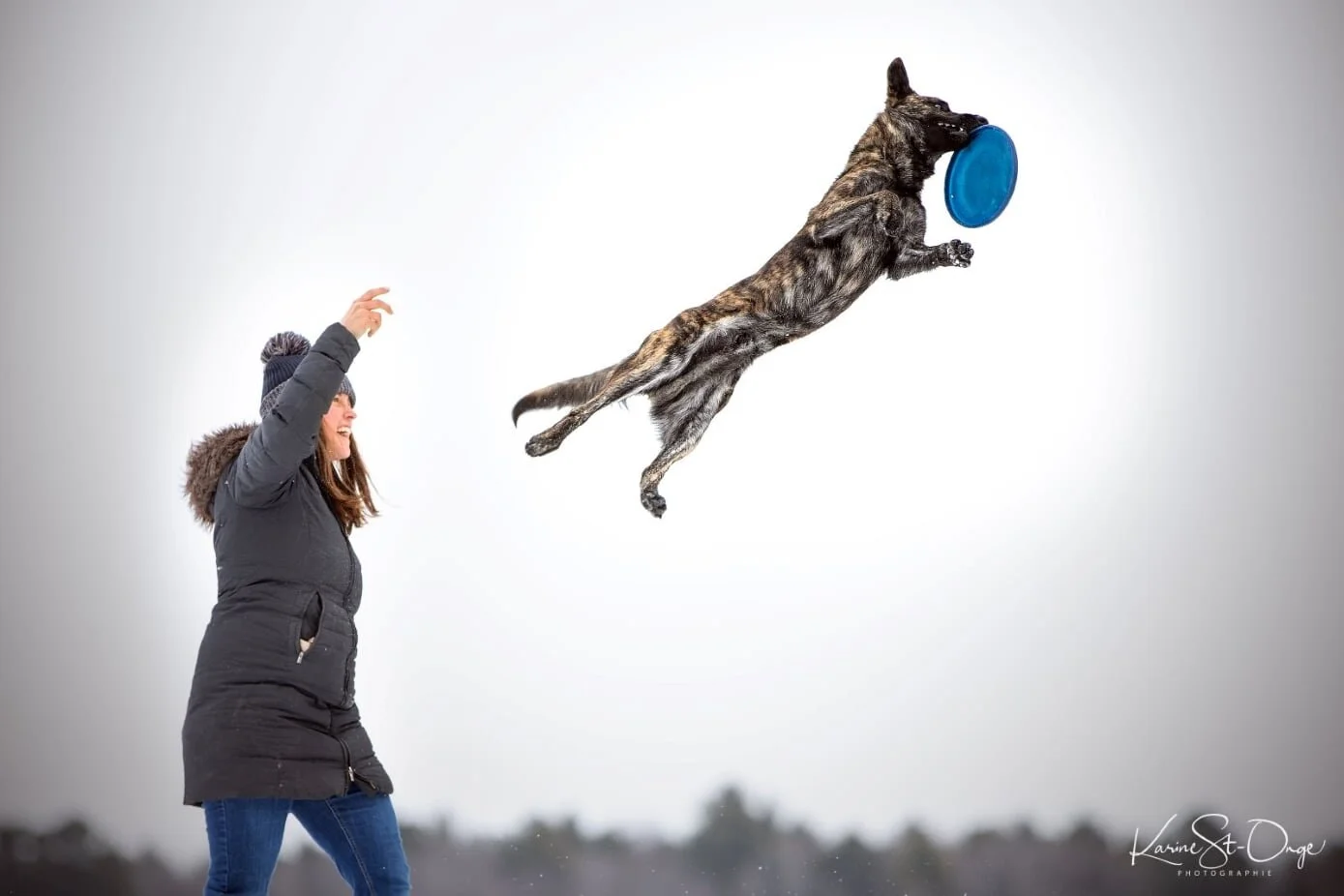 Frisbee Dog: The Fast-Flying Sport Built for Athletic Dogs