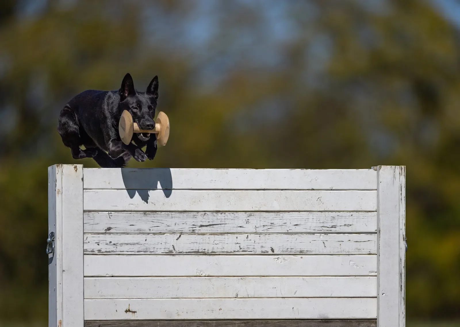 The Dutch Shepherd in Modern Sport Competition