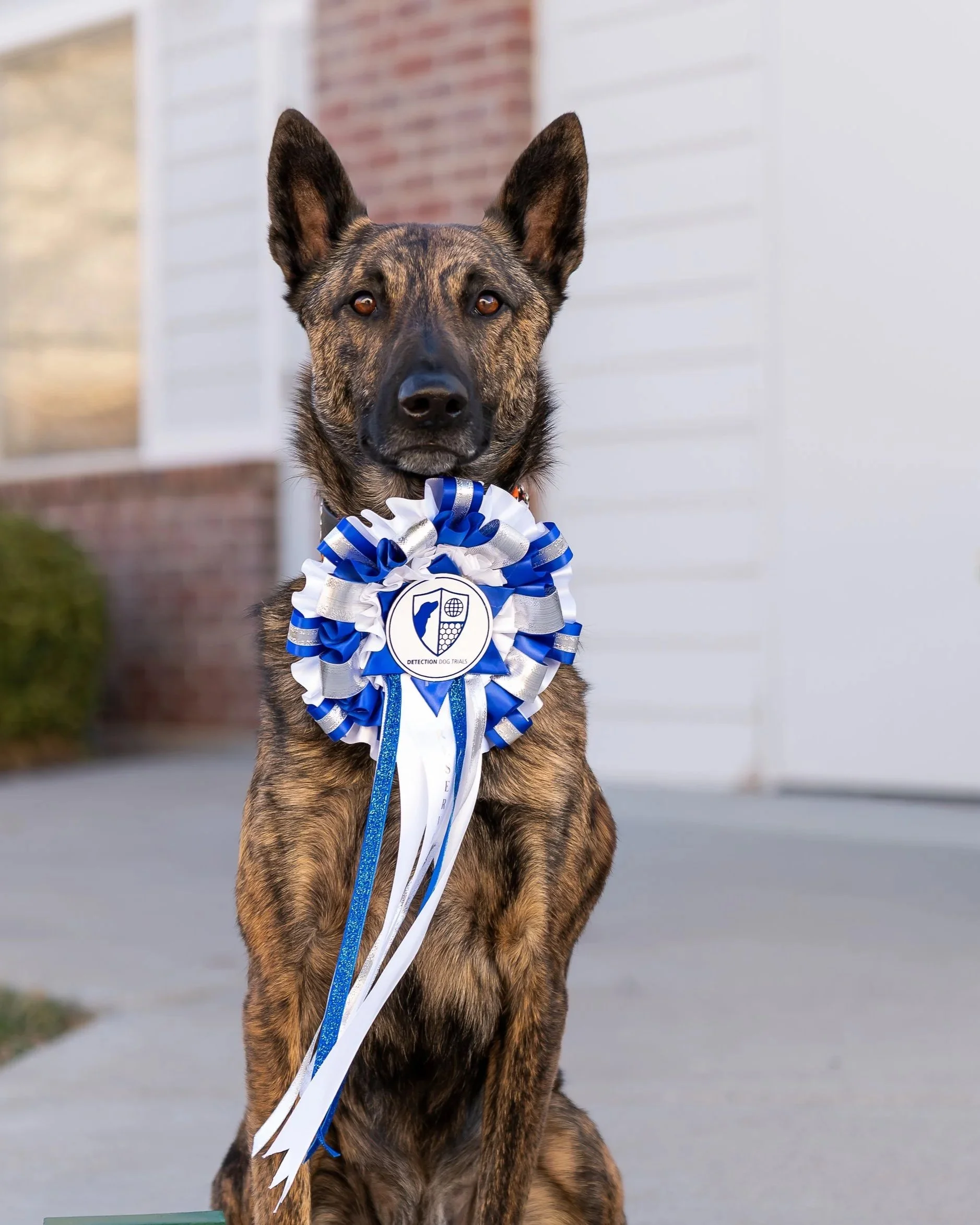 Megan Davis &amp; Kahn: Trust, Training, and the Nose of a Dutch Shepherd