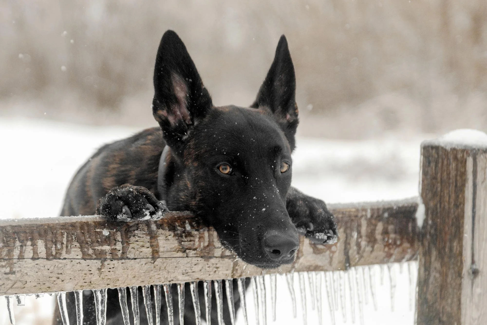 A black and brindle dog with large ears resting its head and paws on a snow-covered wooden fence in a snowy outdoor setting.