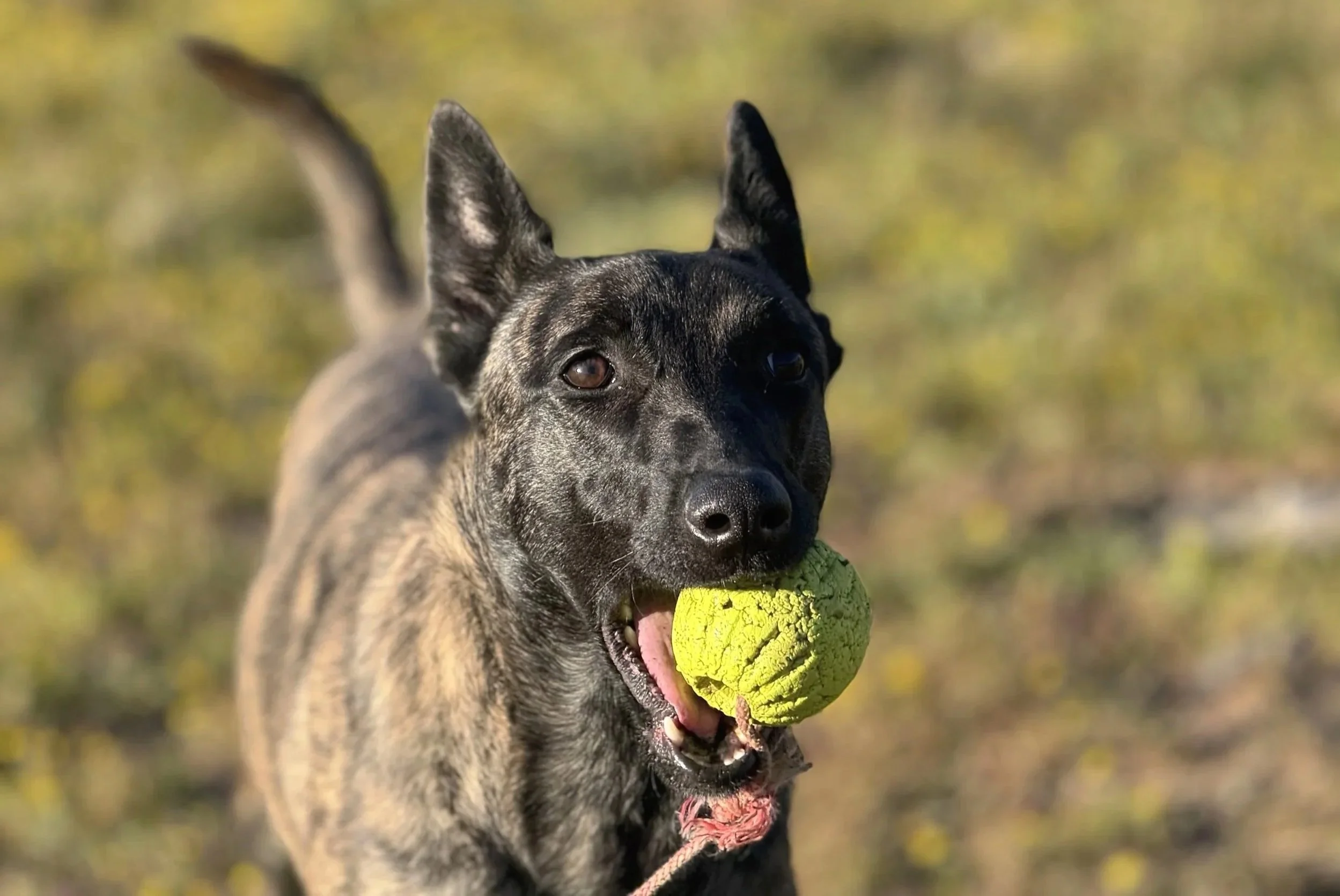 Dutch Shepherd Pearl Wildflower DSK/Sylviane Chapoulaud