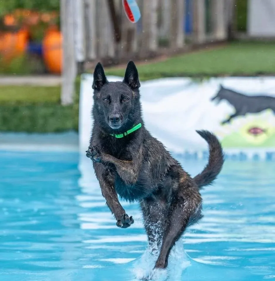 Dock Diving Winner