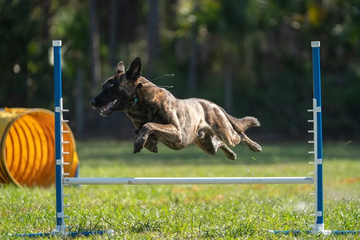 Dog participating in an agility competition, jumping over a hurdle on a grassy field with yellow tunnel obstacle in the background.