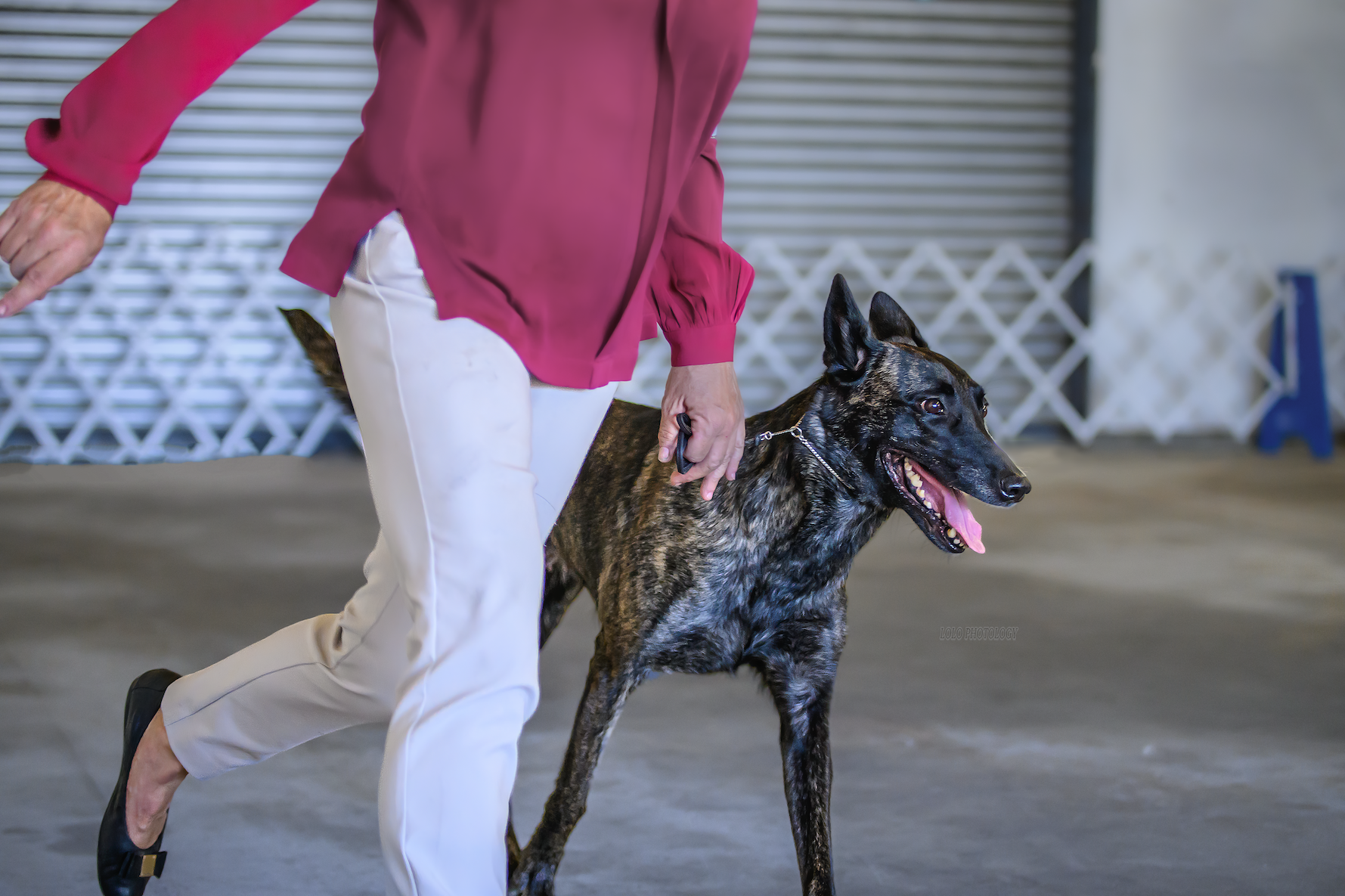 A person in a pink blouse and white pants walking a brindle Dutch Shepherd dog with a chain collar on a leash in an indoor training area.