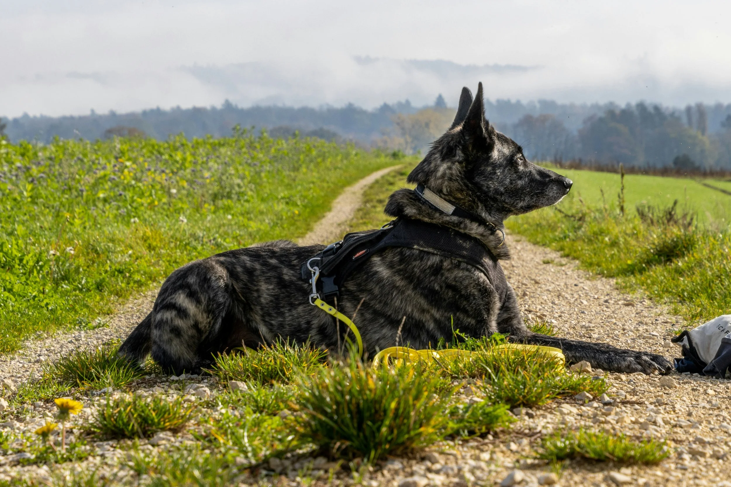 A dutch shepherd with a harness lying on a dirt trail in a green field, looking into the distance with mountains in the background.
