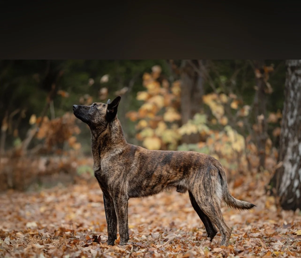 A dutch shepard standing on autumn leaves in a forest with trees in the background.