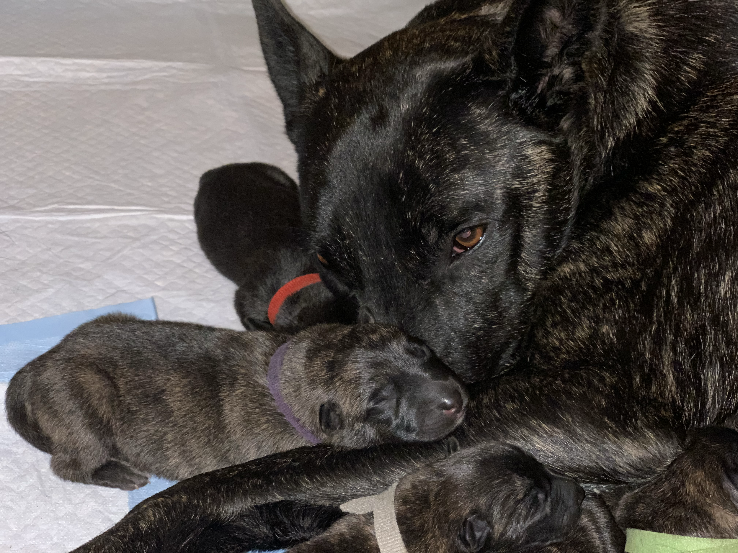 A black dog with brown eyes surrounded by three puppies, one with a red collar, one with a purple collar, and one with a green collar, all resting together.