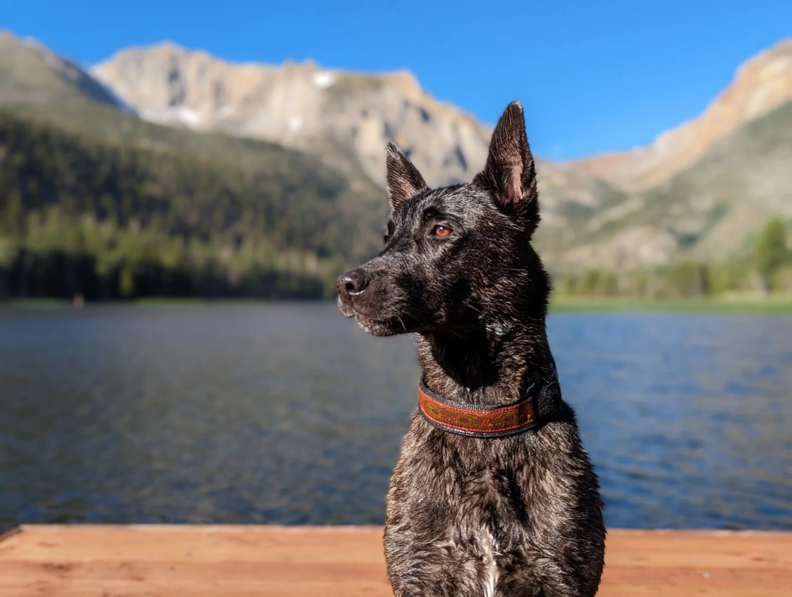 A dog with a brindle coat and wearing a colorful collar, sitting on a wooden dock by a lake with mountains and a blue sky in the background.