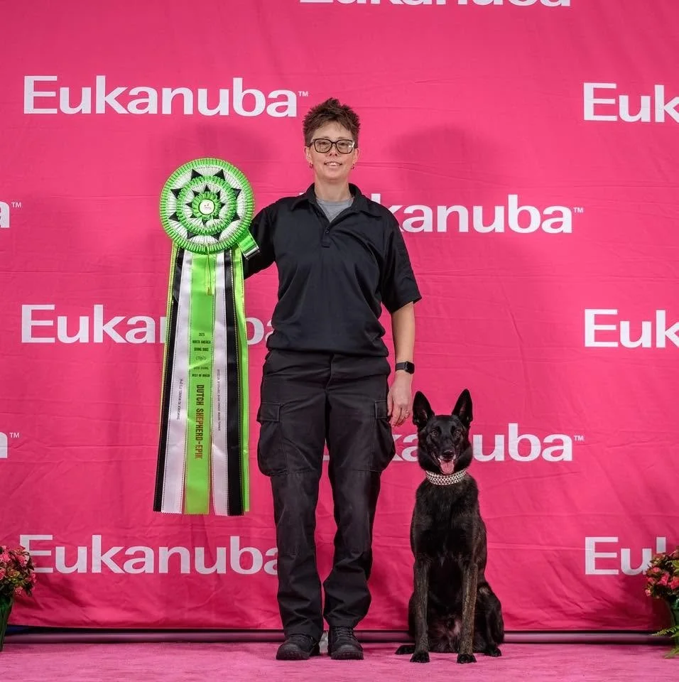 Stephanie  Shaw dutch shepherd short hair