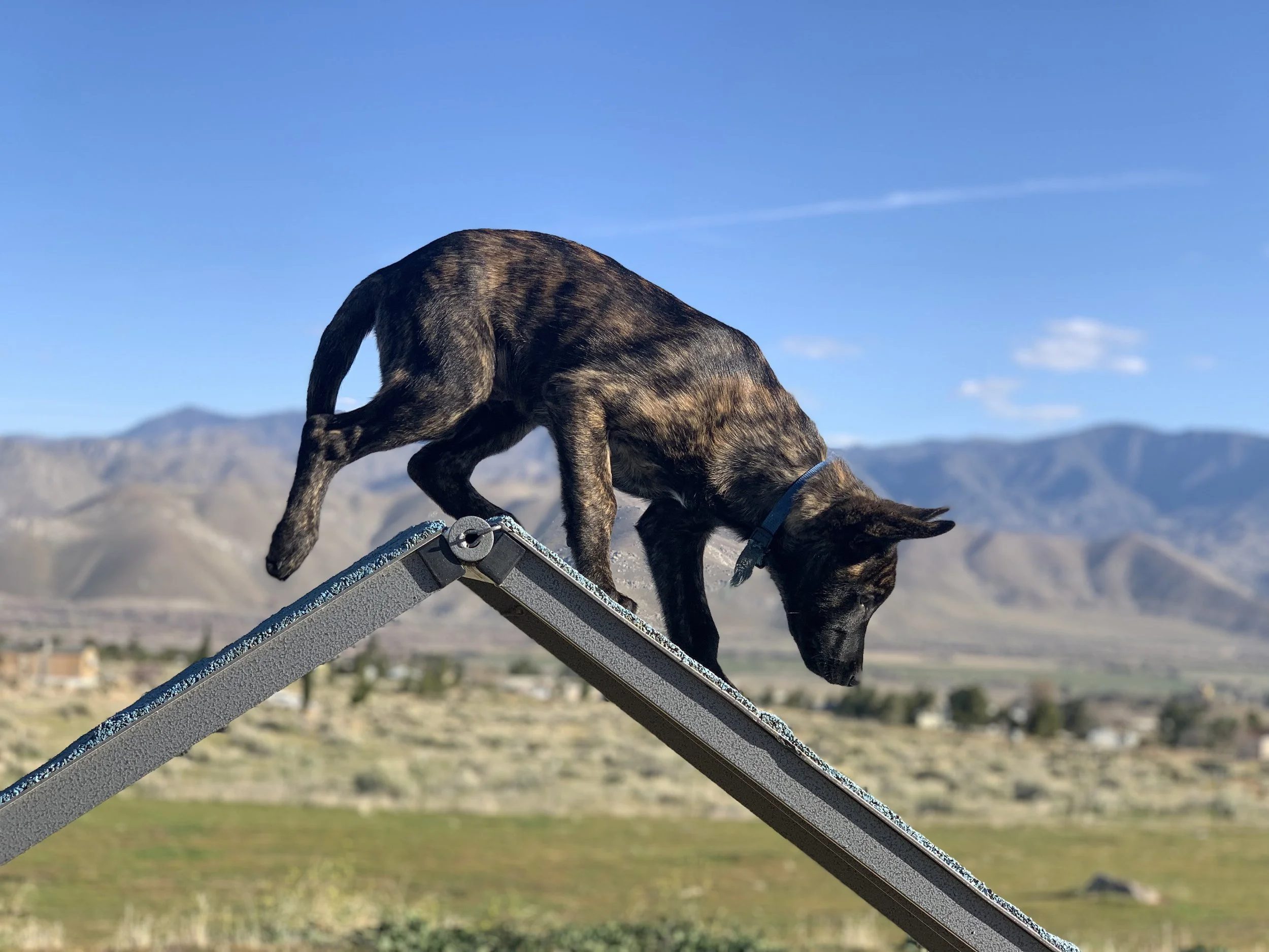 Dog walking on an inclined treadmill outdoors with mountains in the background under a blue sky.