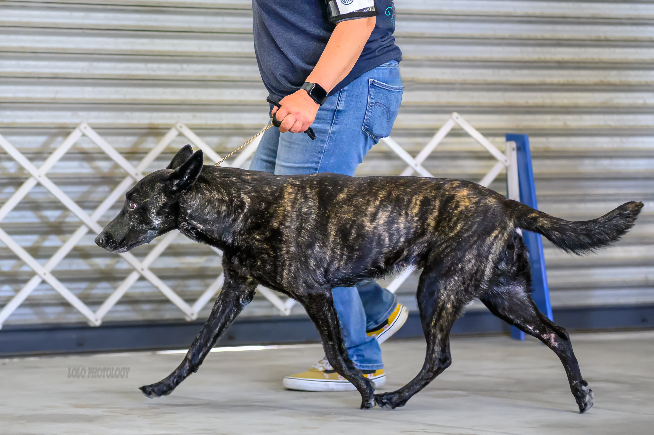 A person walking a large, brindle-coated dog in an indoor setting with a metal industrial wall behind.