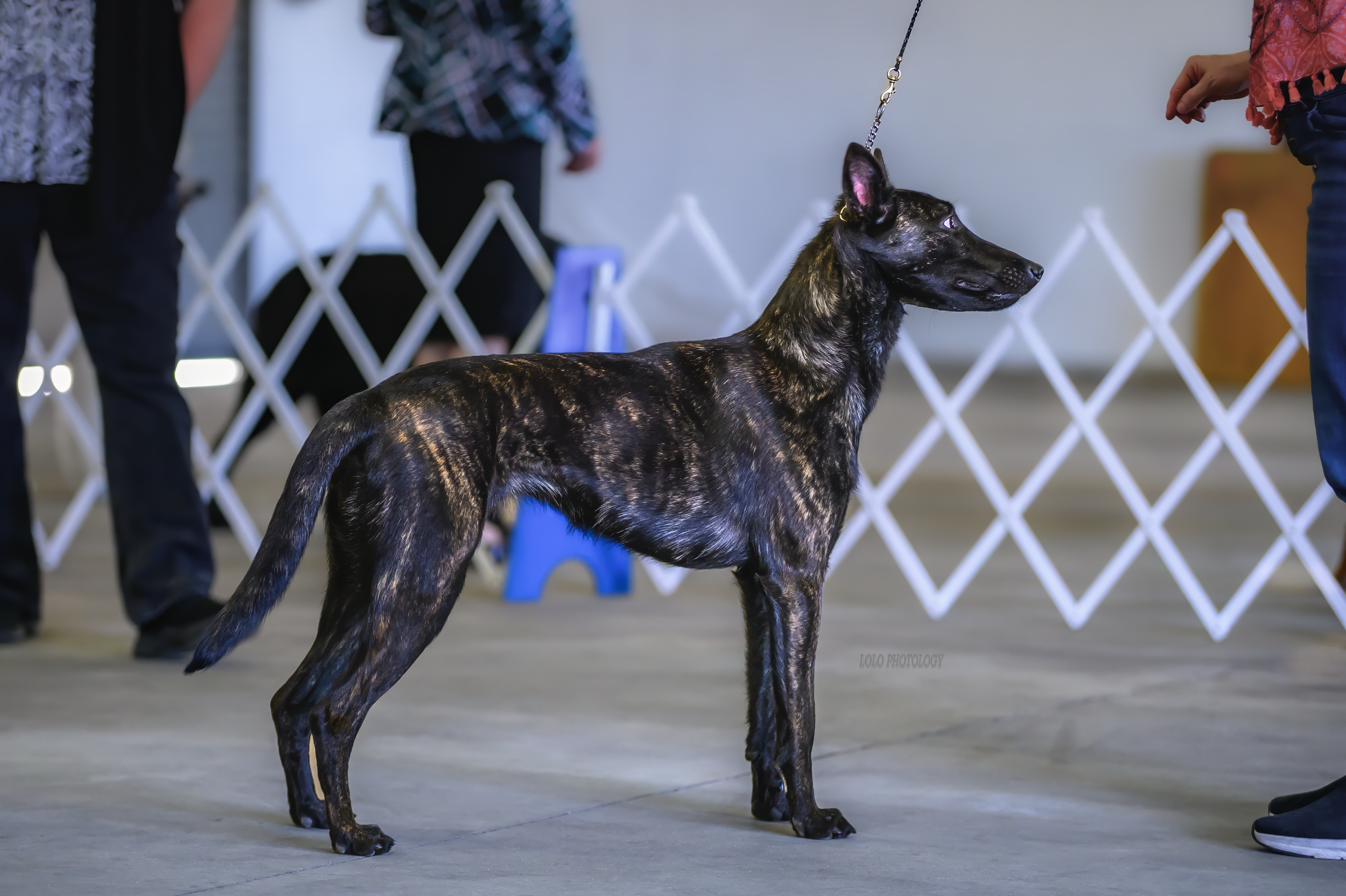 Brindle-coated dog standing indoors with people and a white fence in the background.