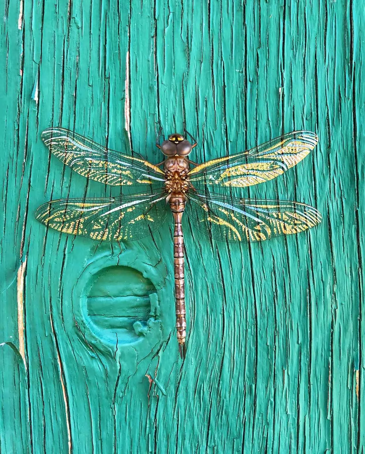​Close-up of a dragonfly with yellow and brown markings on its wings, perched on a weathered green wooden surface. Dragonfly is a symbol related to Yvette Fama therapy services for individuals and couples in San Francisco