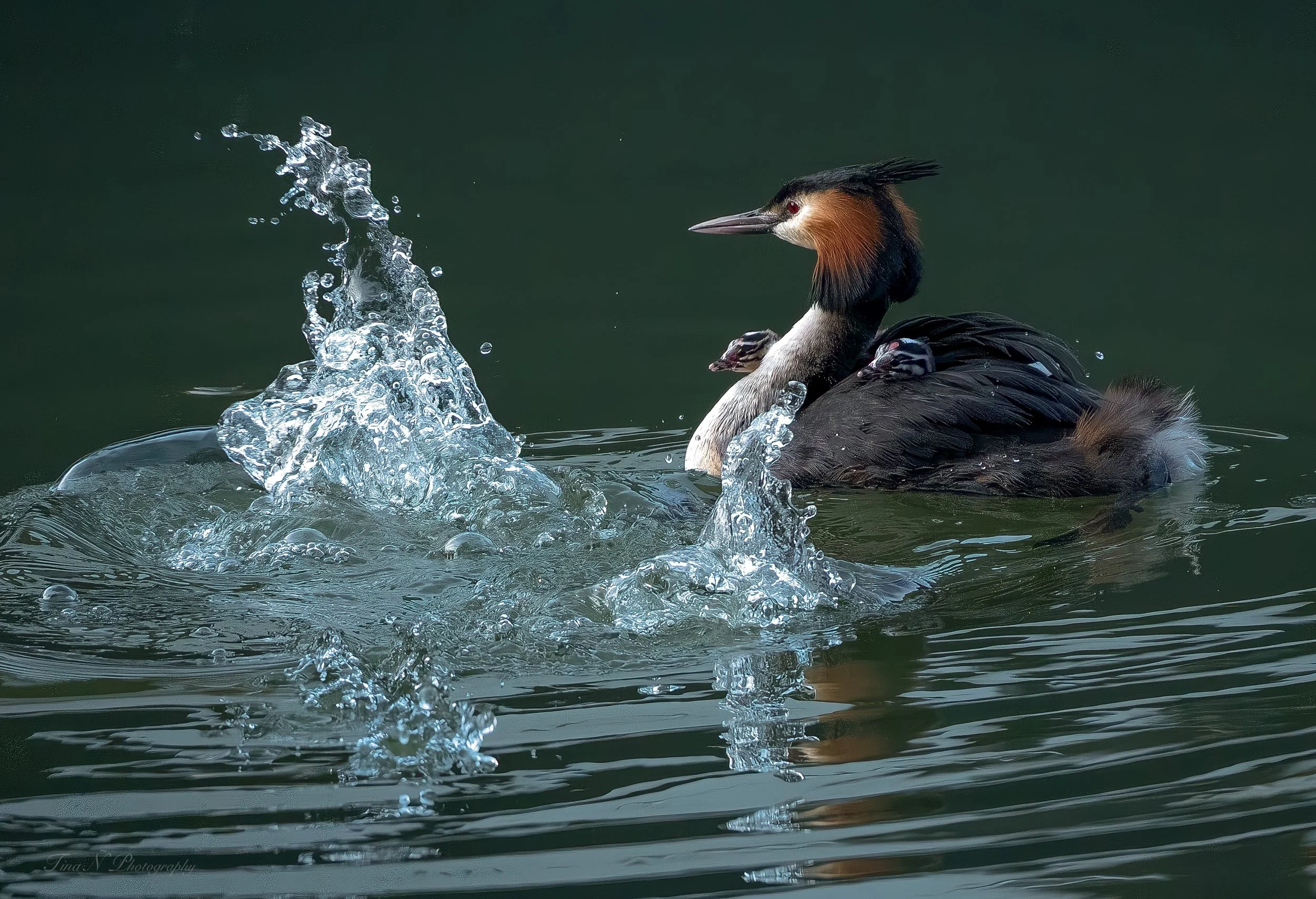 A Great Crested Grebe bird with newly hatched chicks on its back, splashing in water.