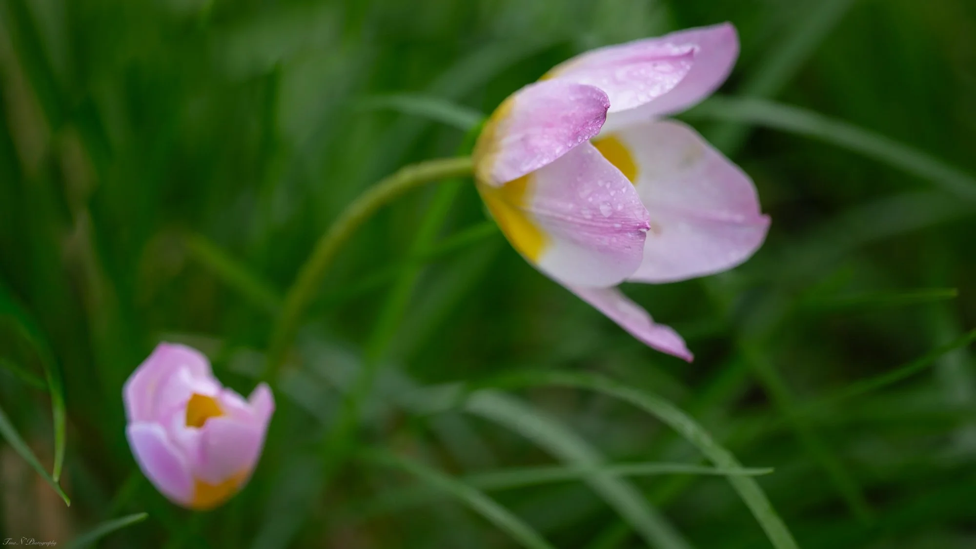 Close-up of two pink tulip flowers with yellow centers, surrounded by green grass, with dewdrops on the petals.