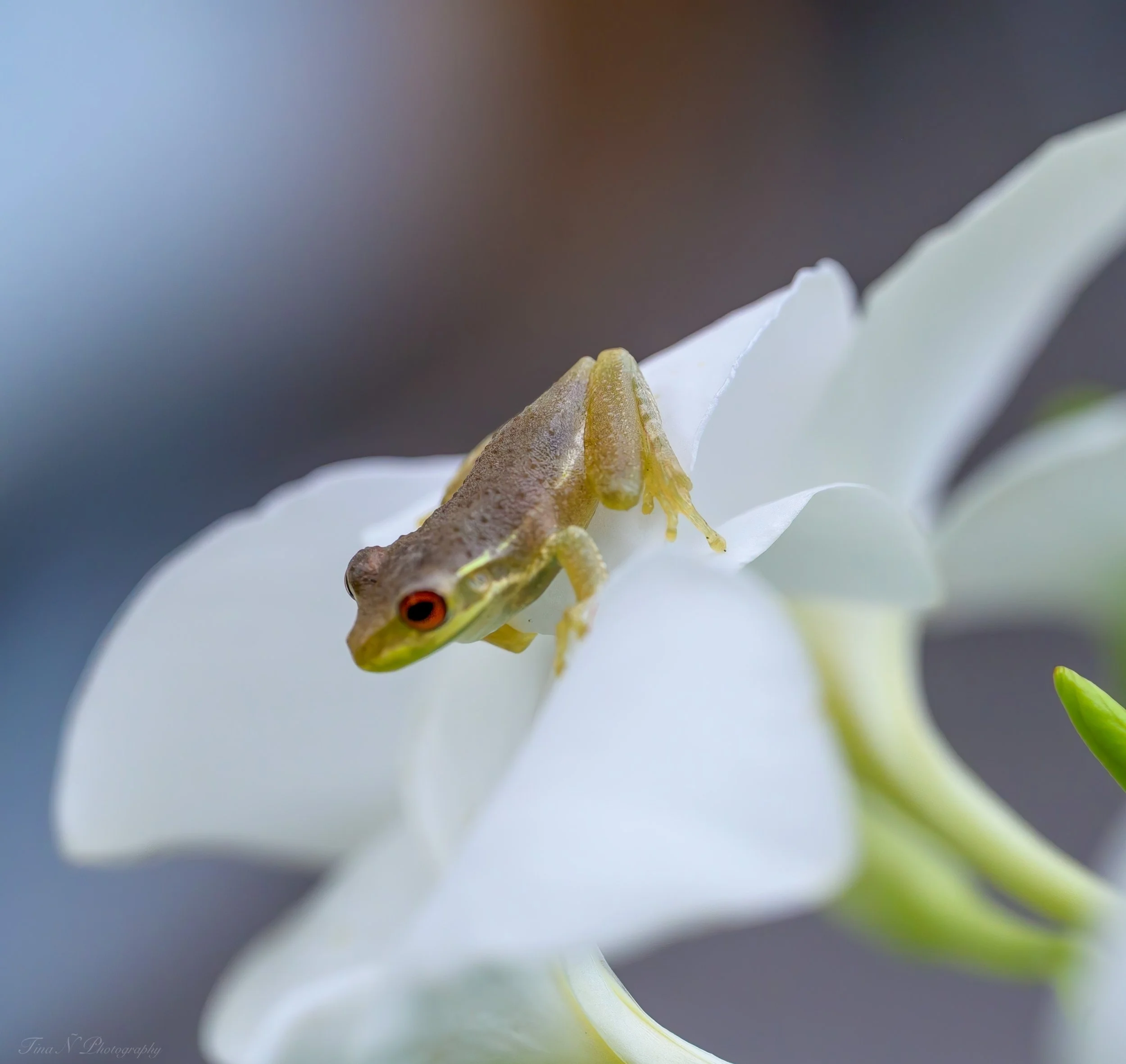 A small frog with brownish-green skin and red eyes perched on the white petal of a flower.