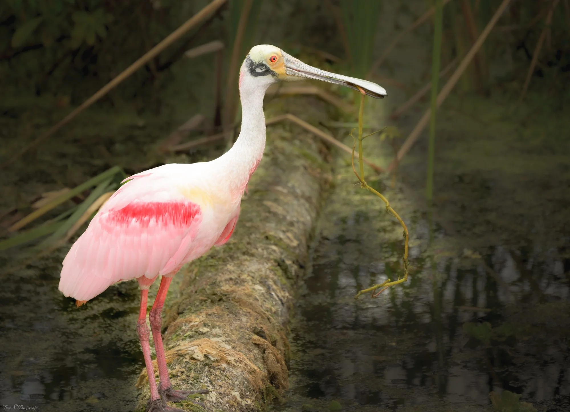 A spoonbill bird standing on a log in water with long, pink legs, white and pink feathers, and an extended beak holding a thin, curved plant.