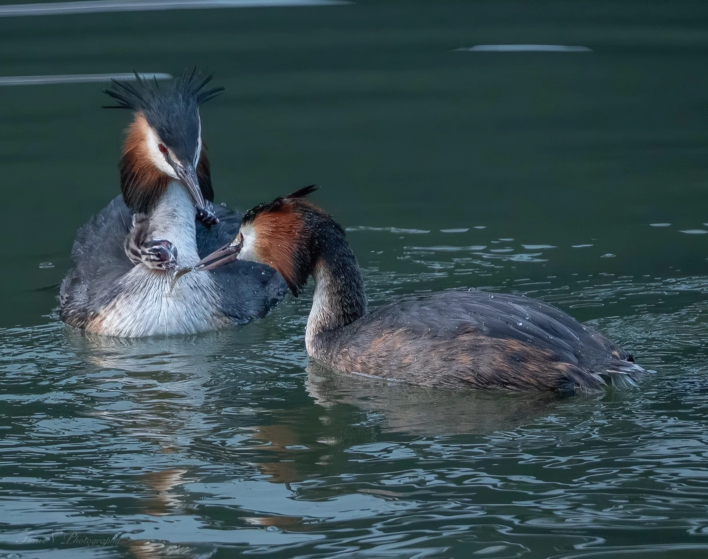 Two Great Crested Grebes engaging in a courtship display while floating in the water, with one bird biting the other's beak.