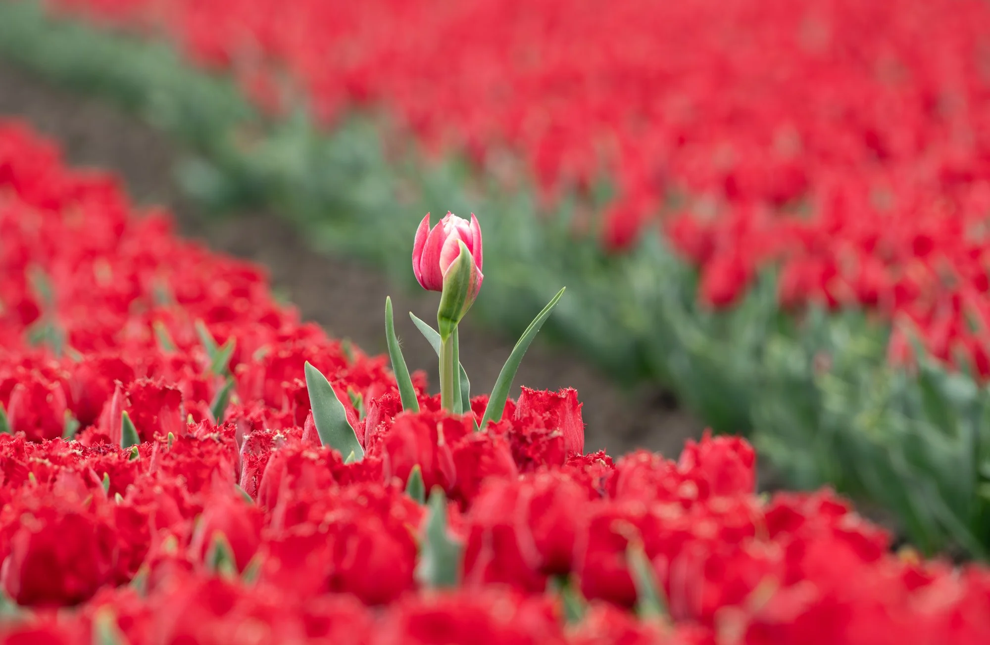 The Tulip Land