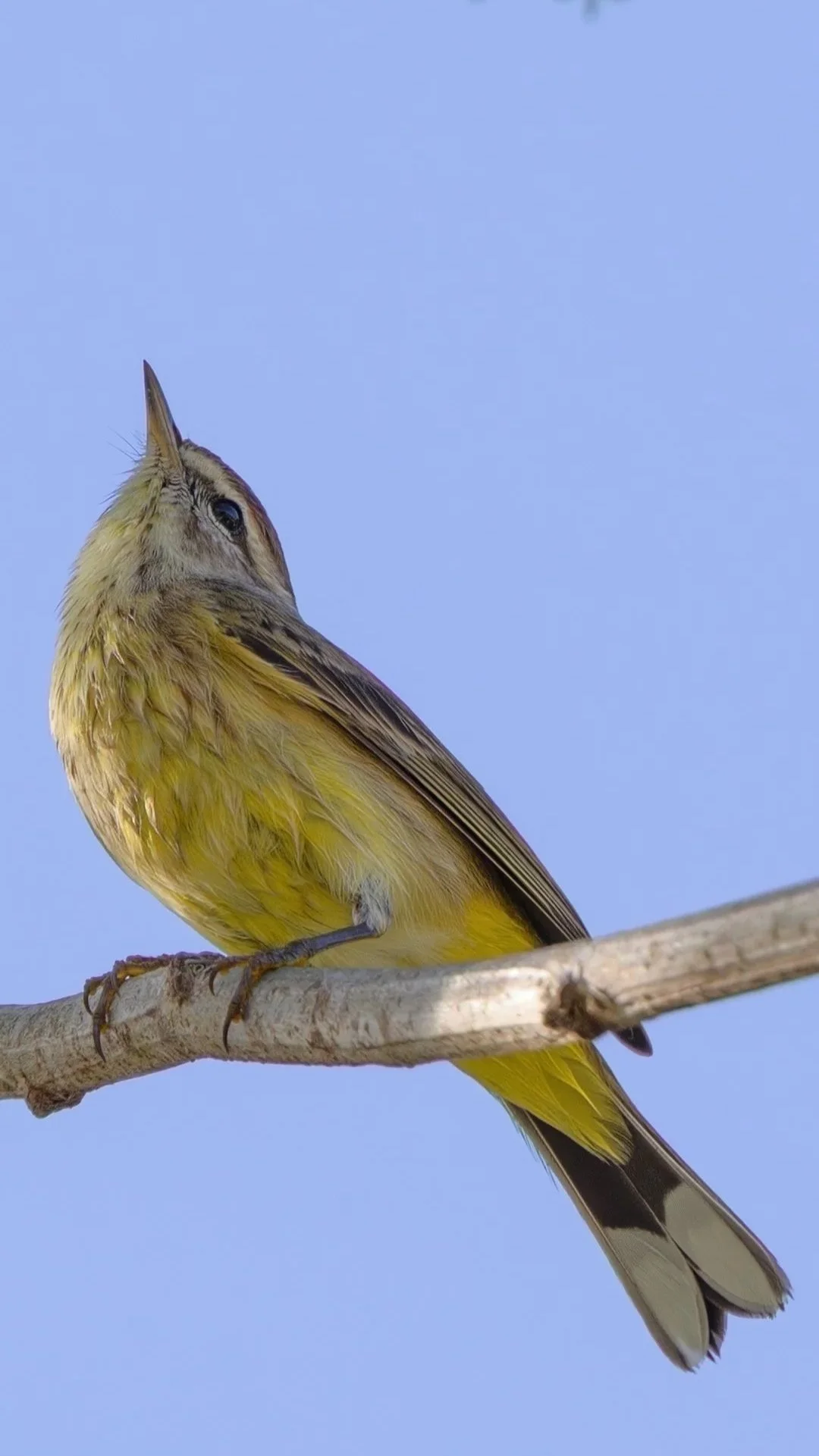 A small yellow bird with brown and black markings perched on a thin branch against a bright blue sky.