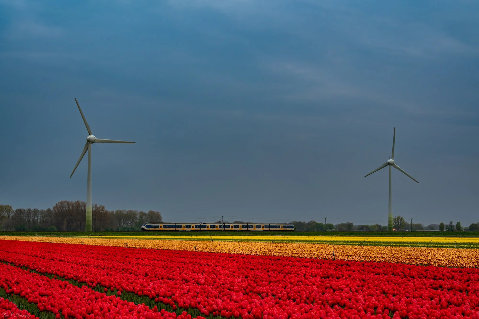 Tulip farm in Hoorn, Amsterdam. A landscape with tulip fields in red, yellow, and orange in the foreground, a train passing in the middle ground, and three large wind turbines against a cloudy sky in the background.