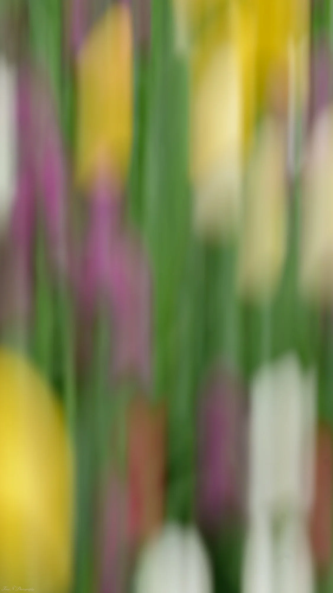 Blurred close-up of colorful flowers, including yellow, white, and purple petals.