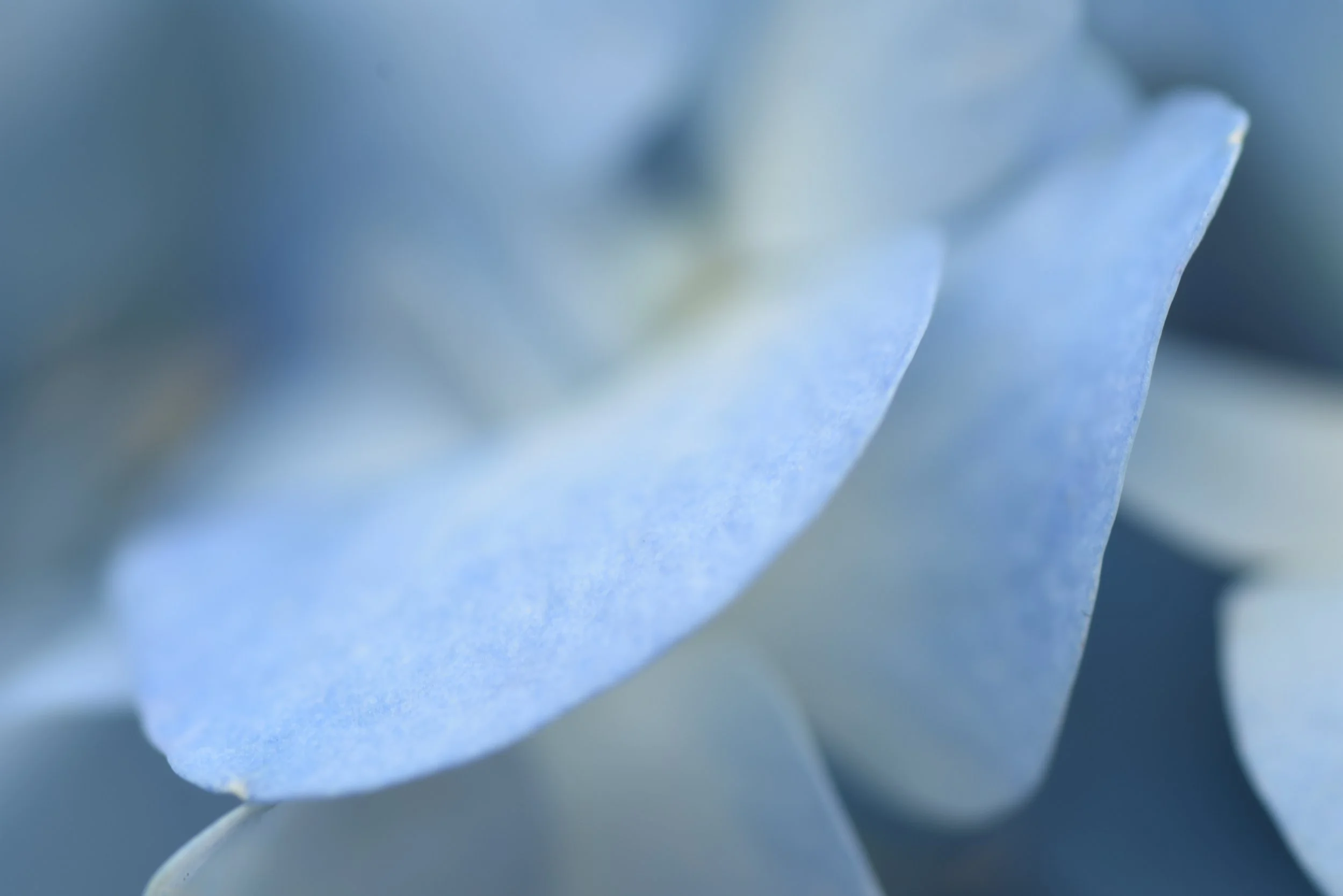 Close-up of light blue hydrangea petals with soft focus and delicate texture.