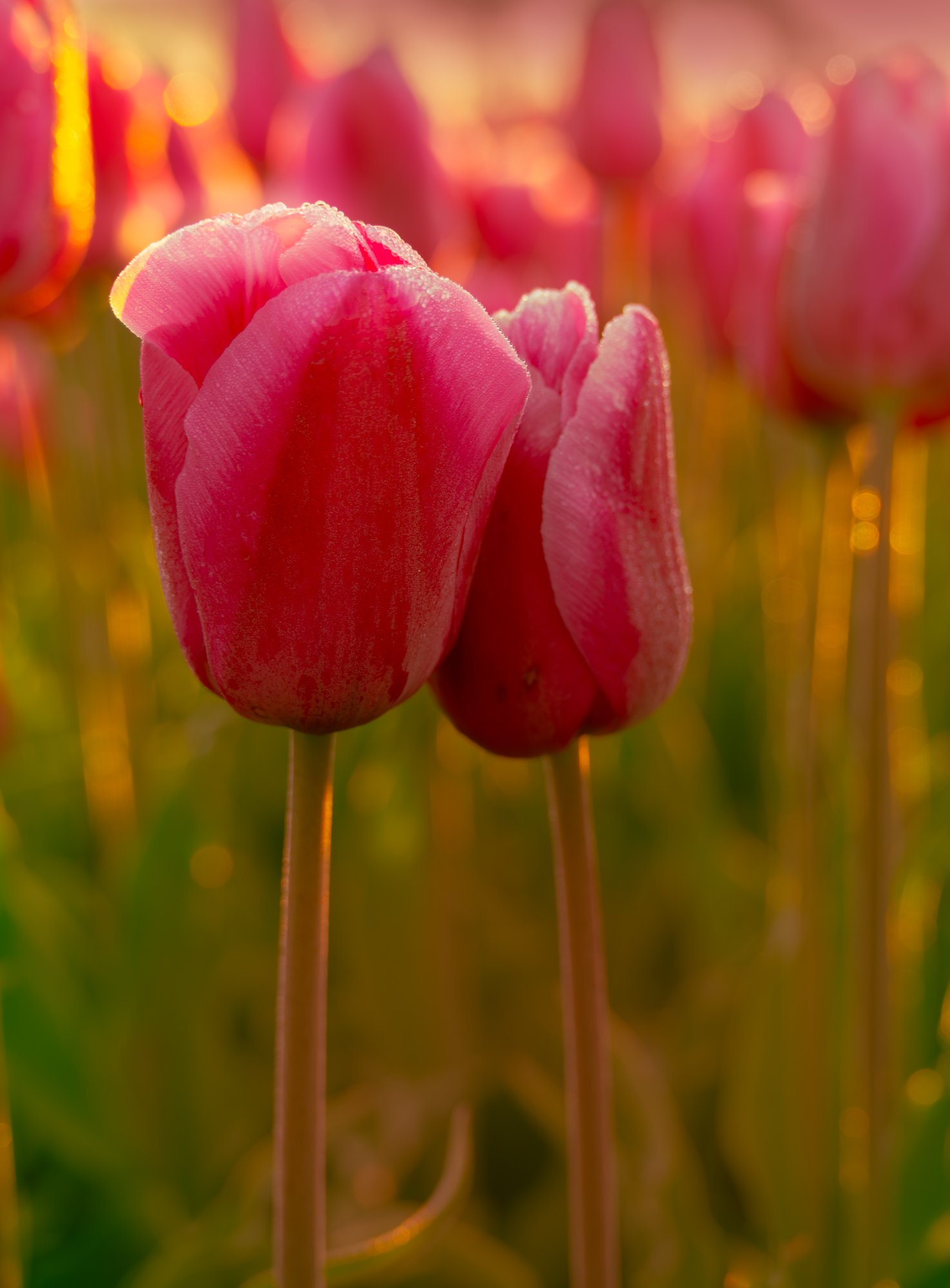 Close-up of pink tulips with dewdrops at sunrise in a flower field.