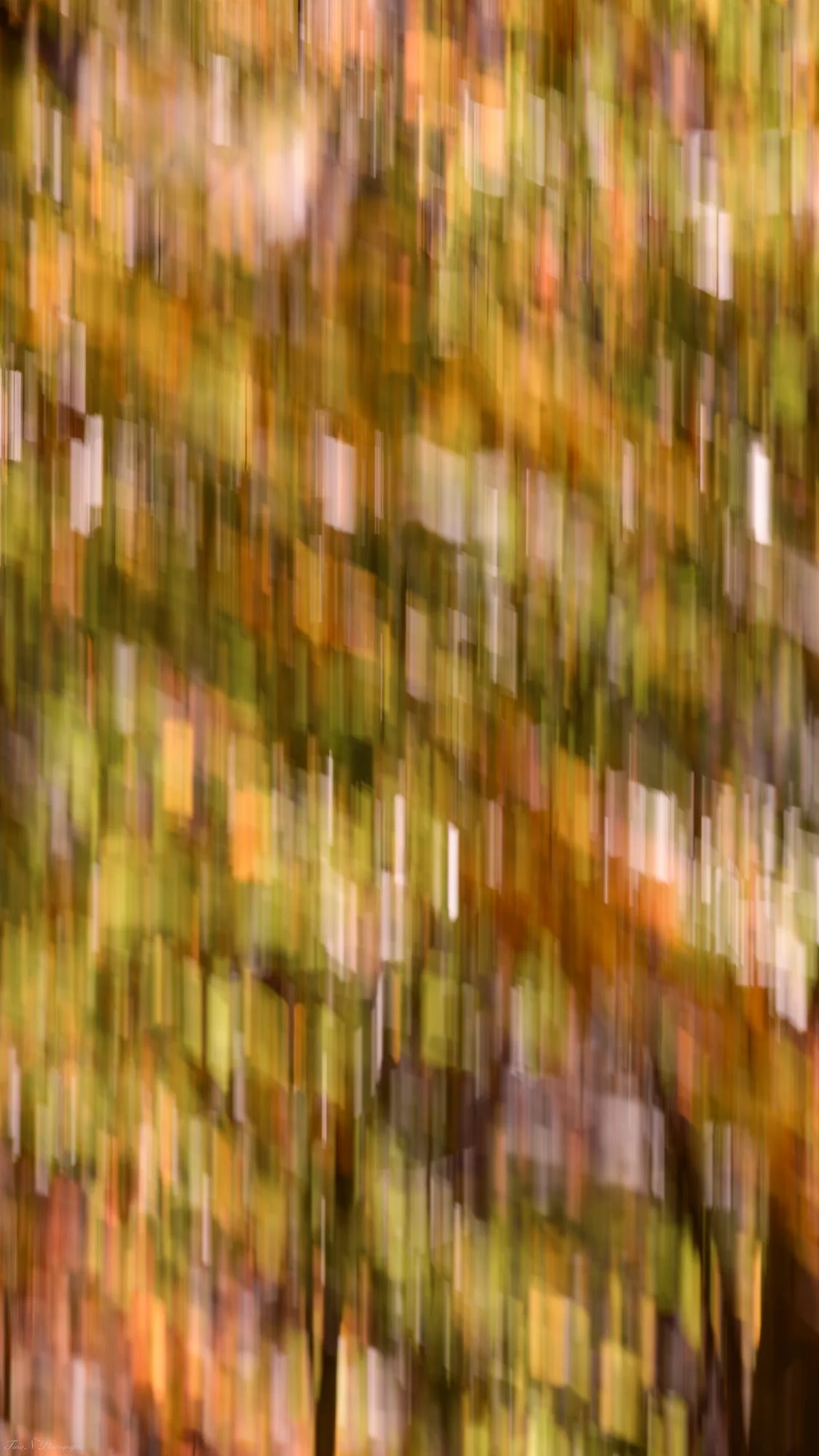 Blurred image of autumn-colored leaves on tree branches.