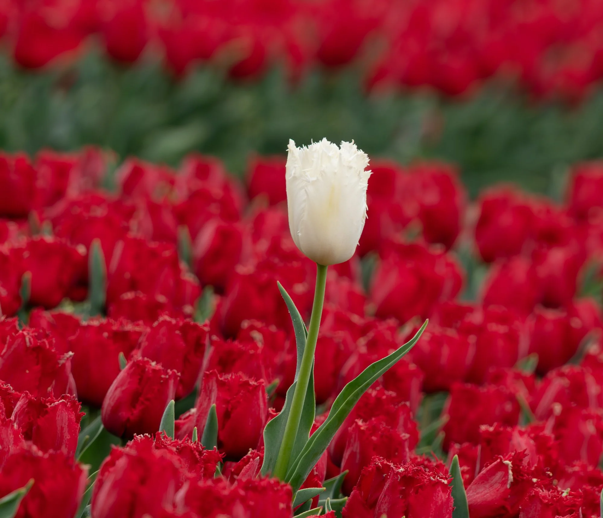 A white tulip stands out among a field of red tulips.