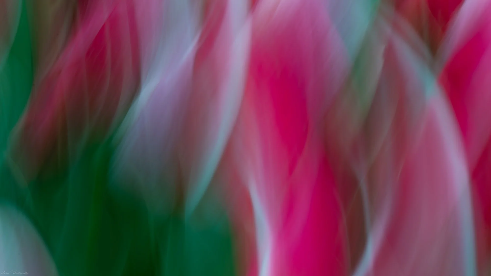 Close-up abstract image with blurry vibrant pink, green, and white colors, resembling flower petals.