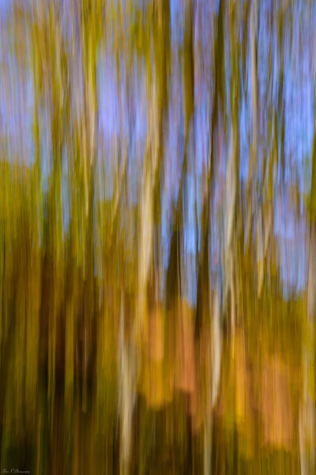 Blurred image of trees with yellow and purple leaves over a pale background.