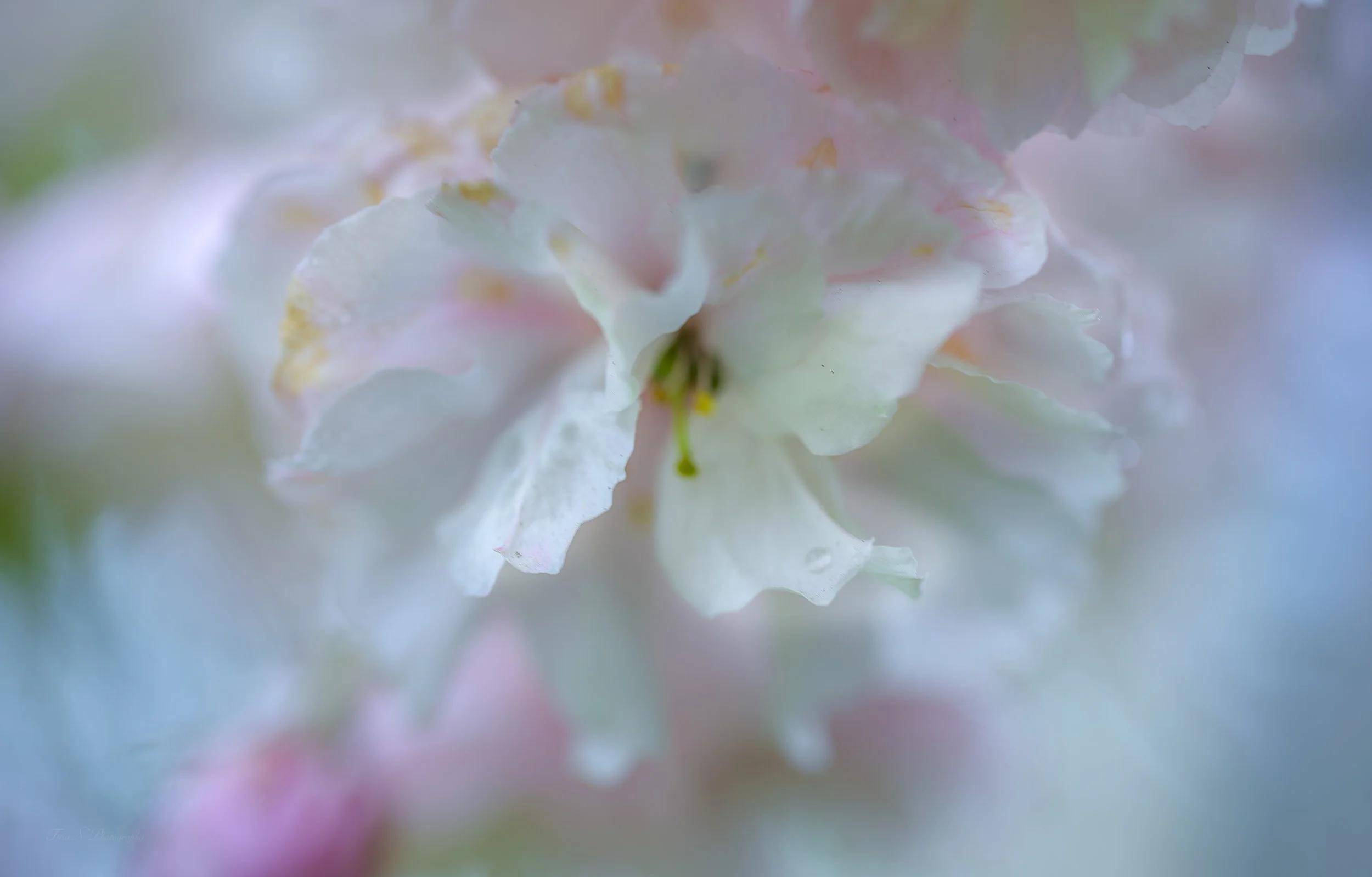 Close-up of a delicate, pale pink and white flower with soft petals and a blurred background.