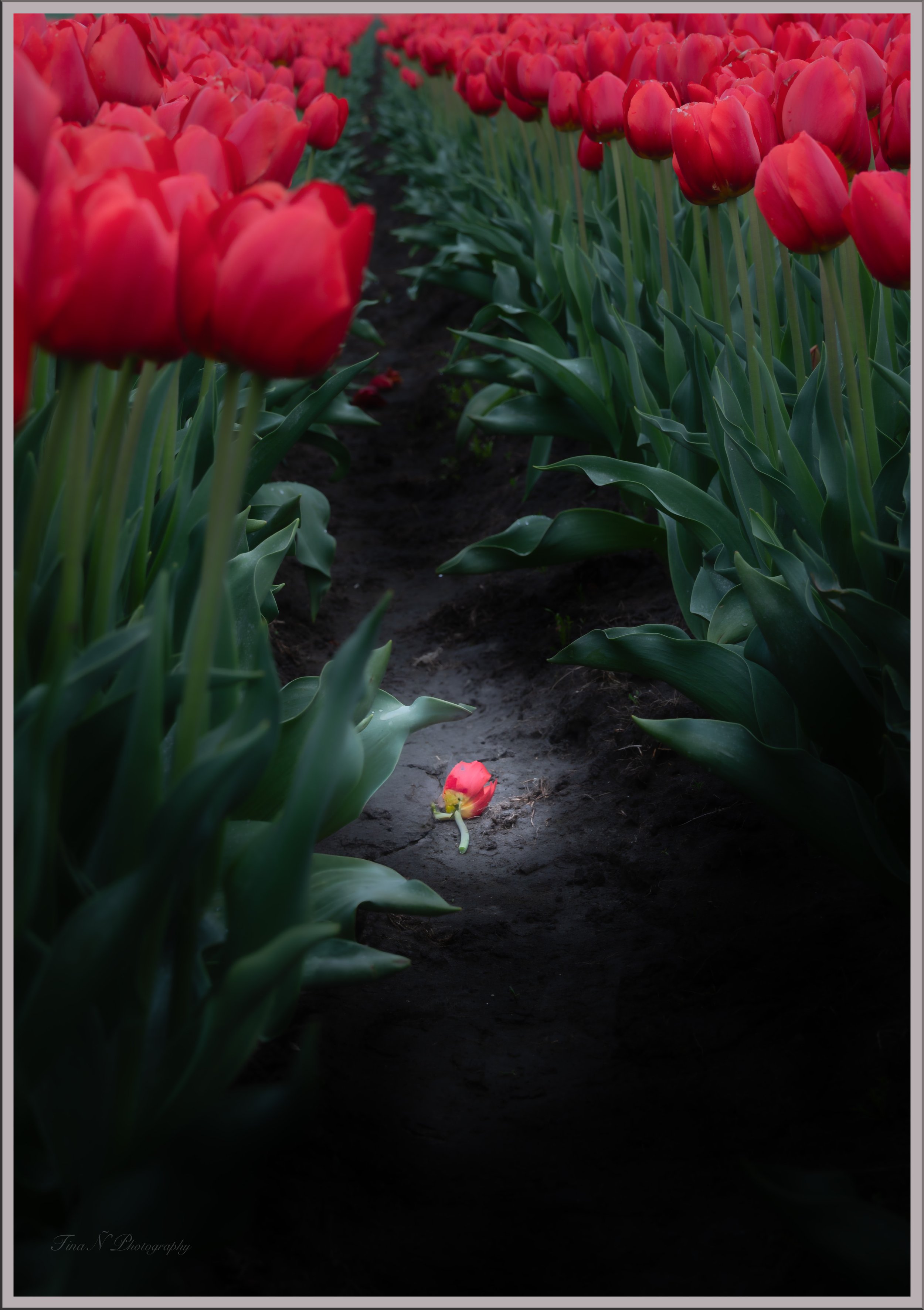 A tulip field with rows of red tulips, and a fallen tulip petal on the ground in the center of the image.