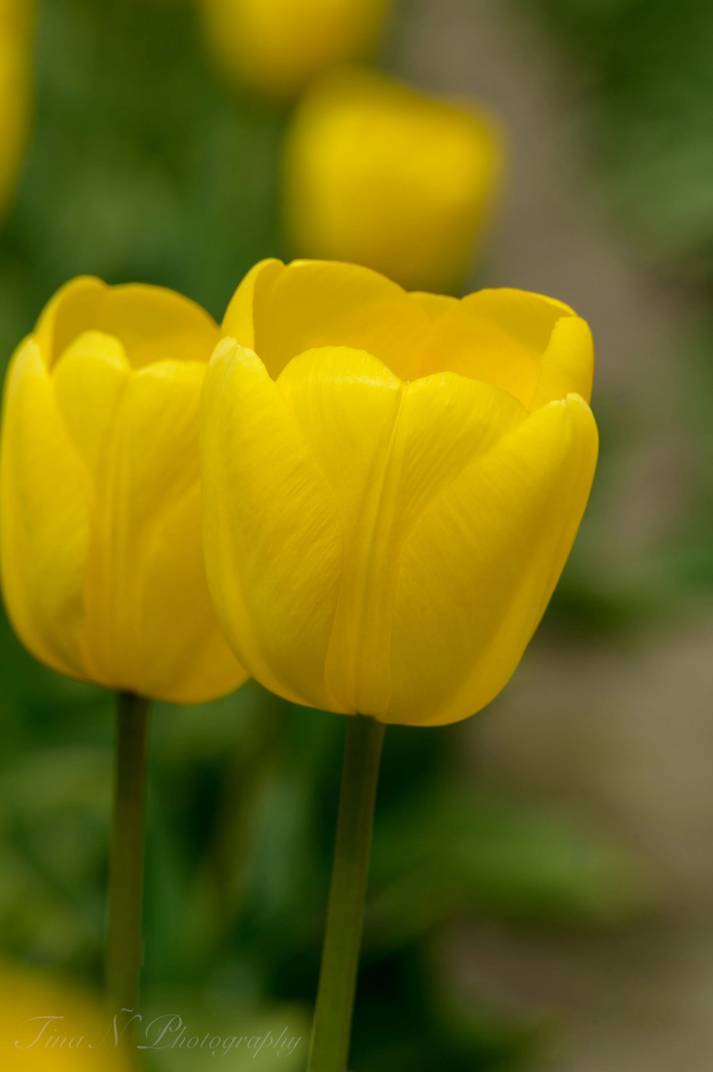 Close-up of a yellow tulip flower with blurred green background.