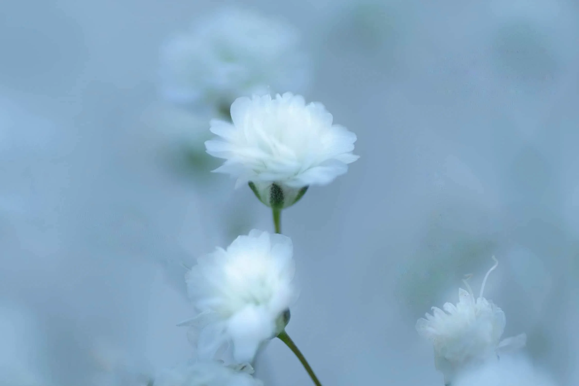 Close-up of white flowers with soft, blurred background.