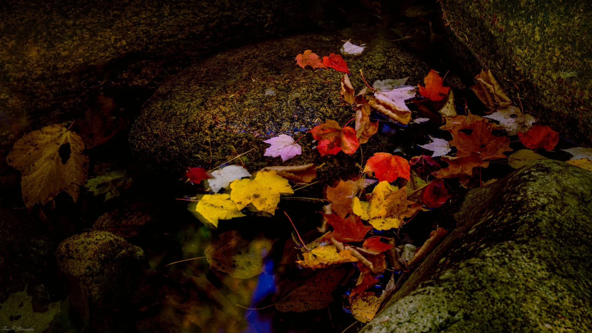 Autumn leaves floating in a small stream surrounded by moss-covered rocks.