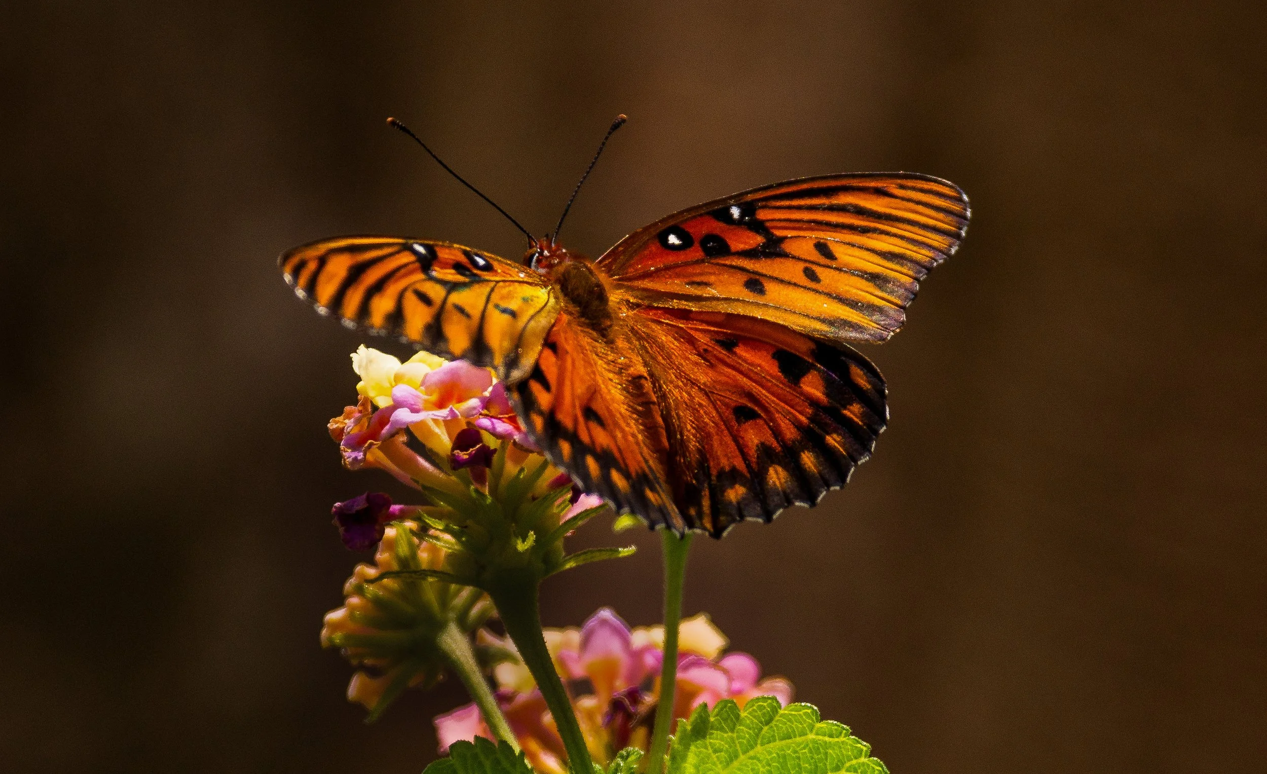 An orange and black butterfly perched on pink and yellow flowers with a dark background.
