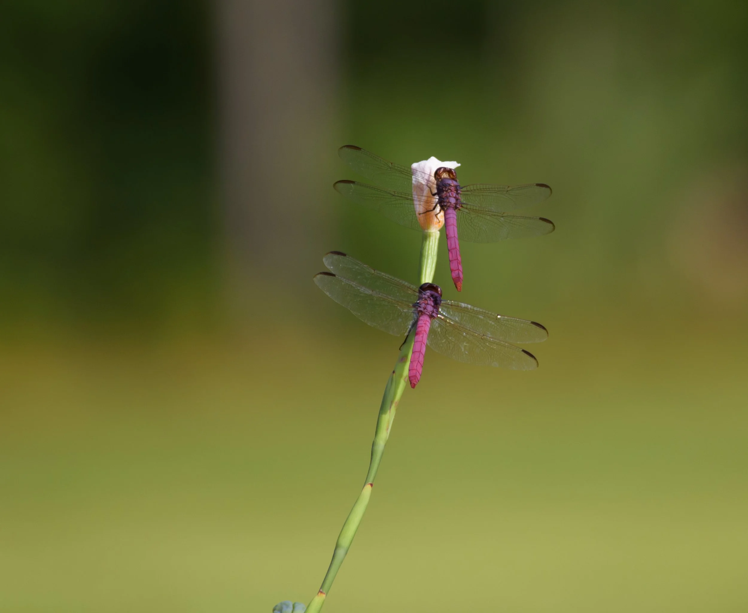 Two pink and black dragonflies are perched on a green reed, with a blurred green background.