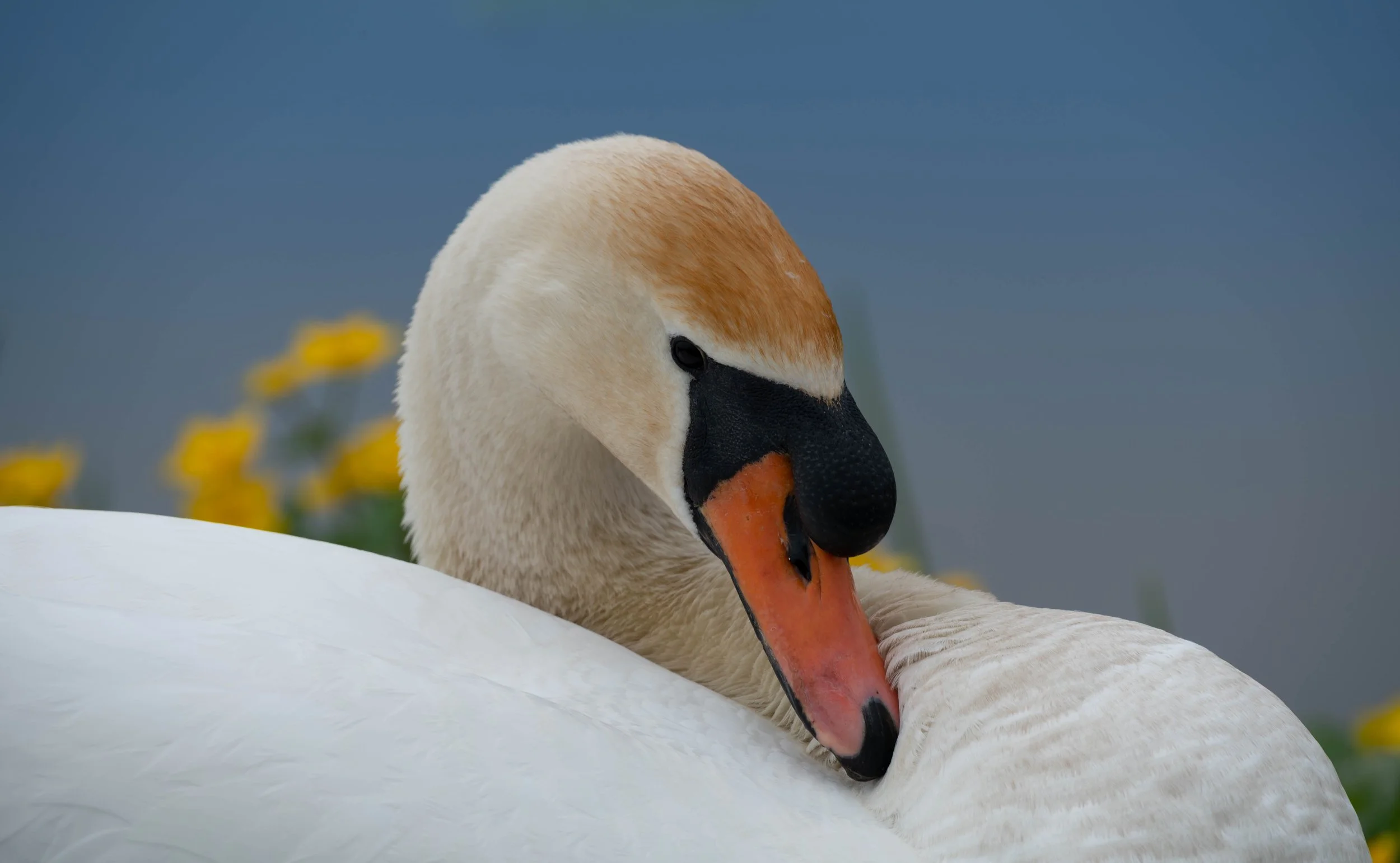 A close-up of a swan with a large black and orange beak, resting its head on its white body, with yellow flowers and a blue sky background.