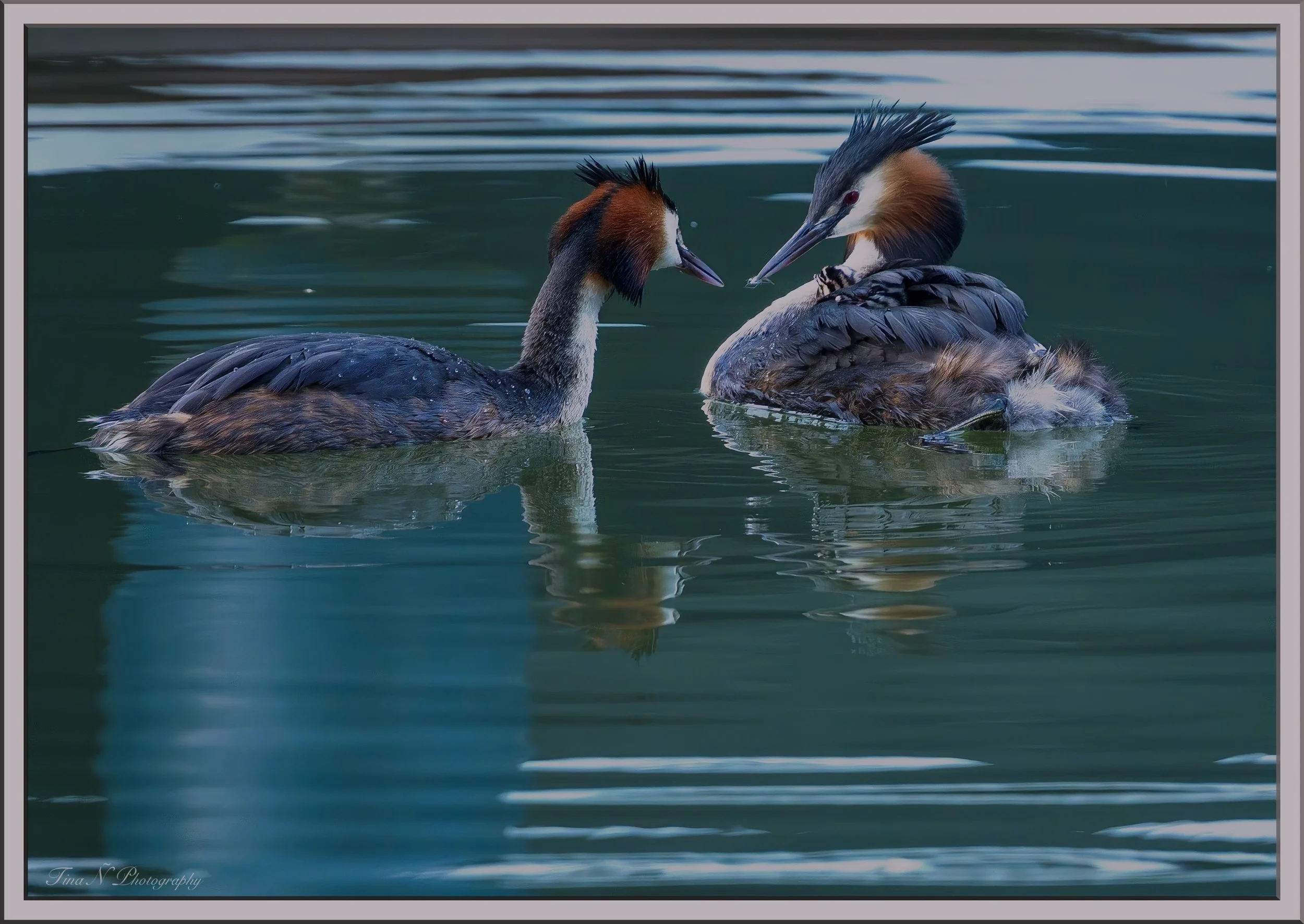 Two Great Crested Grebes swimming on water facing each other, with detailed plumage and reflections in the water.