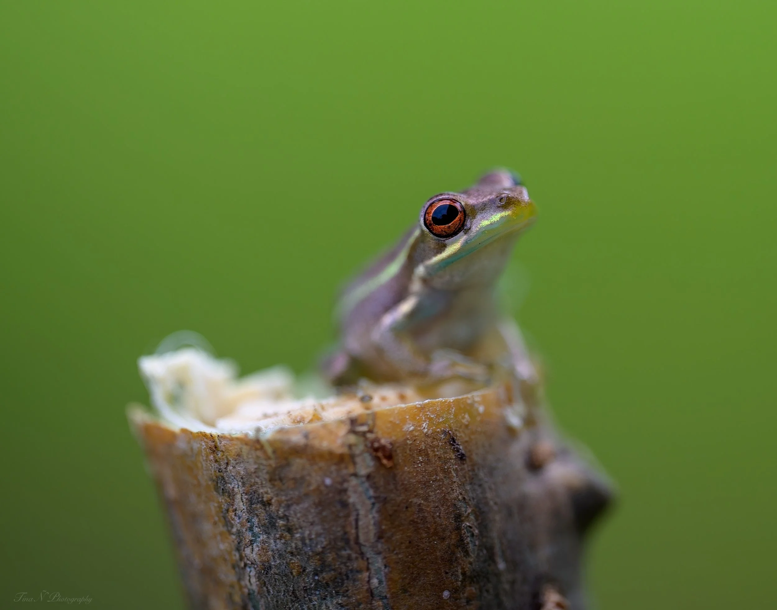 A tiny frog with reddish-brown eyes perched on a cut tree branch against a blurred green background.