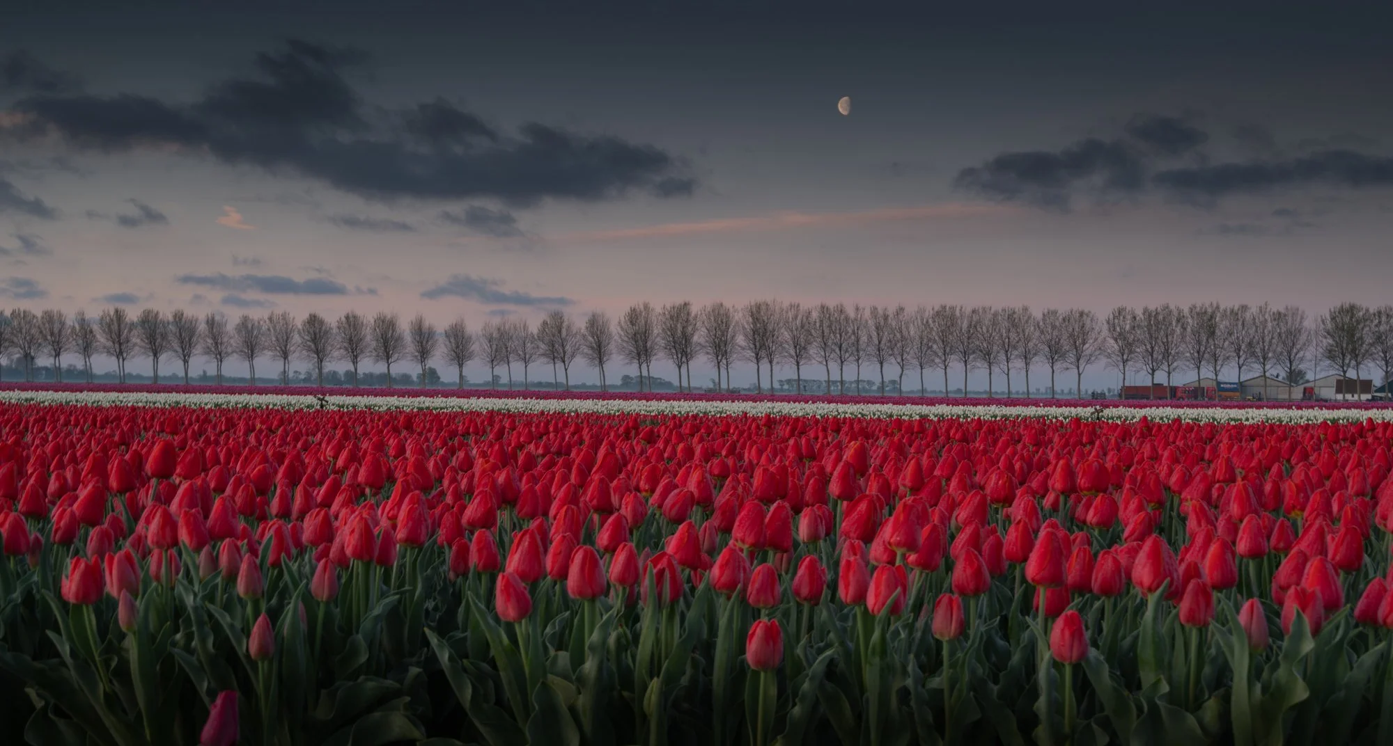 Tulip field.jpg