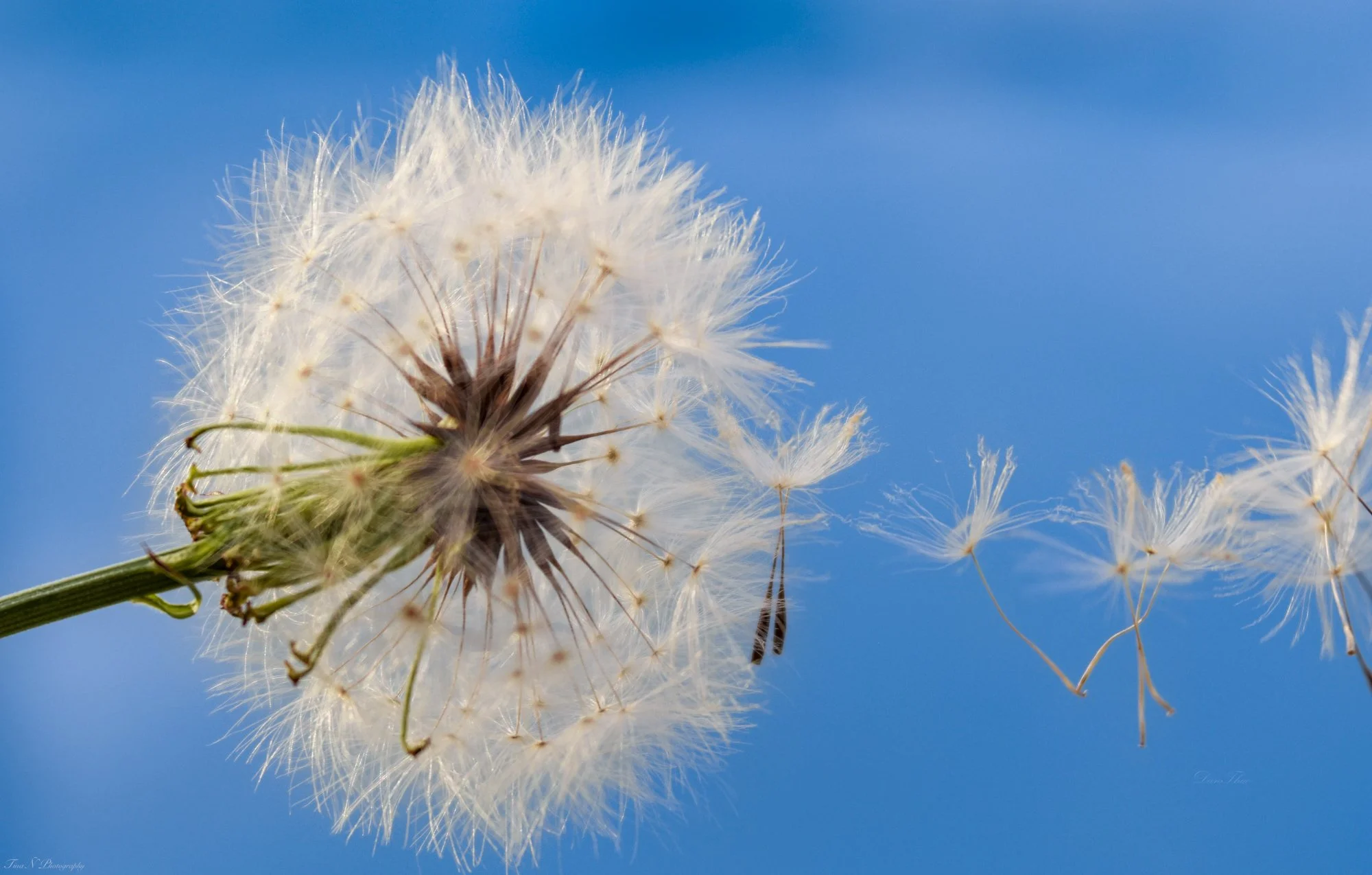 Close-up of a dandelion seed head with some seeds floating away against a bright blue sky.