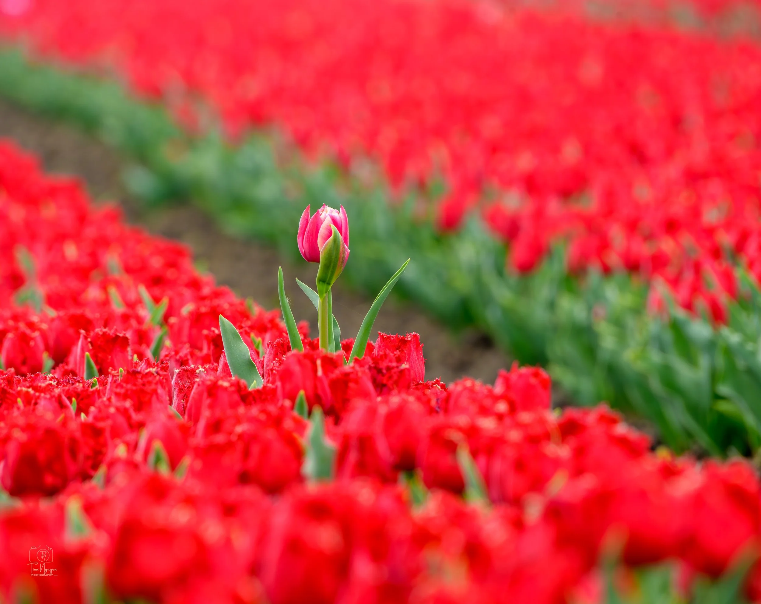 A pink tulip in the foreground with a blurred background of many red flowers.