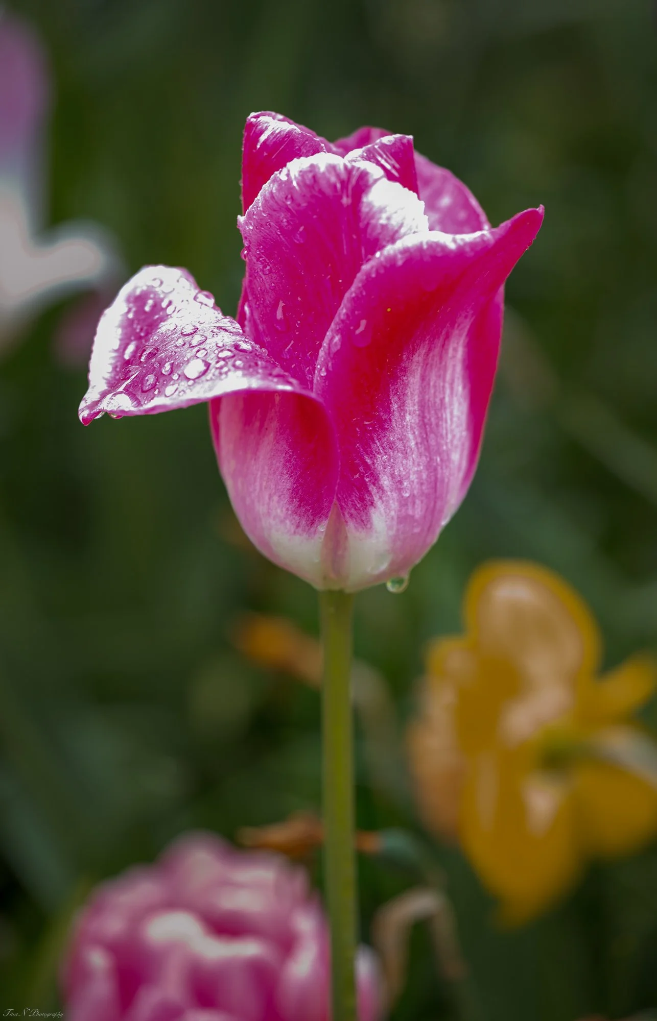 Close-up of a pink tulip with water droplets on its petals, set against a blurred green background.