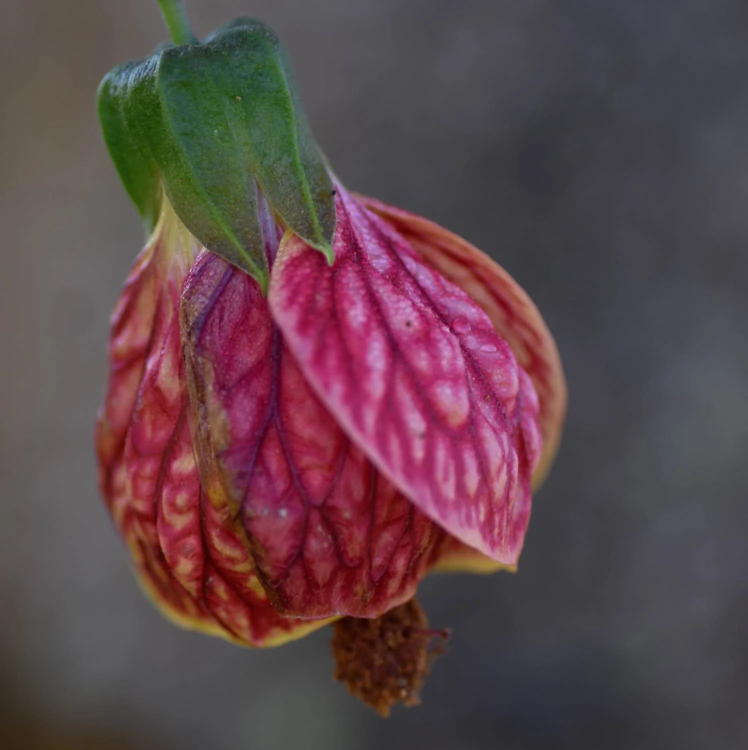 Close-up of a partially wilted pink and red flower with green leaves at the top.