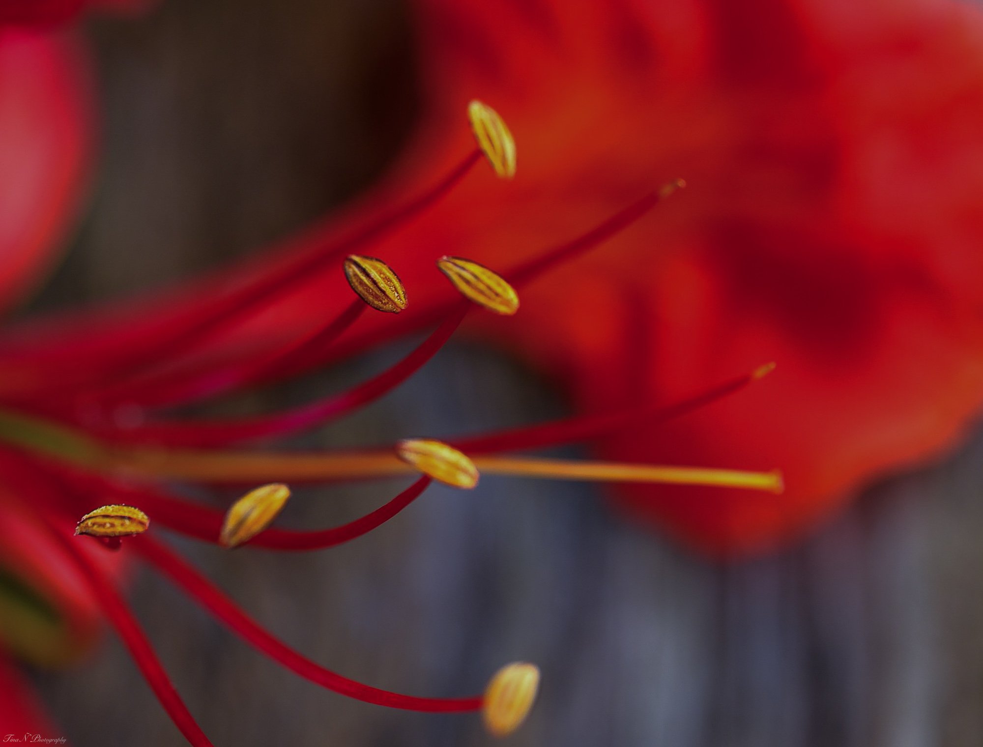Close-up of the stamens and petals of a red flower, showing yellow anthers and red filaments.