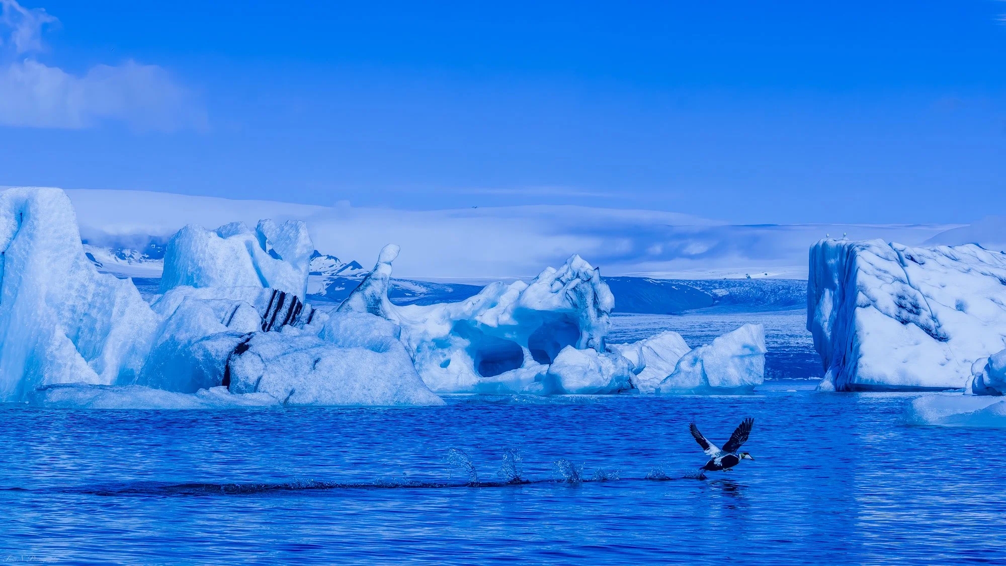 A bird taking off from the icy water in front of large icebergs and a snowy landscape under a blue sky.
