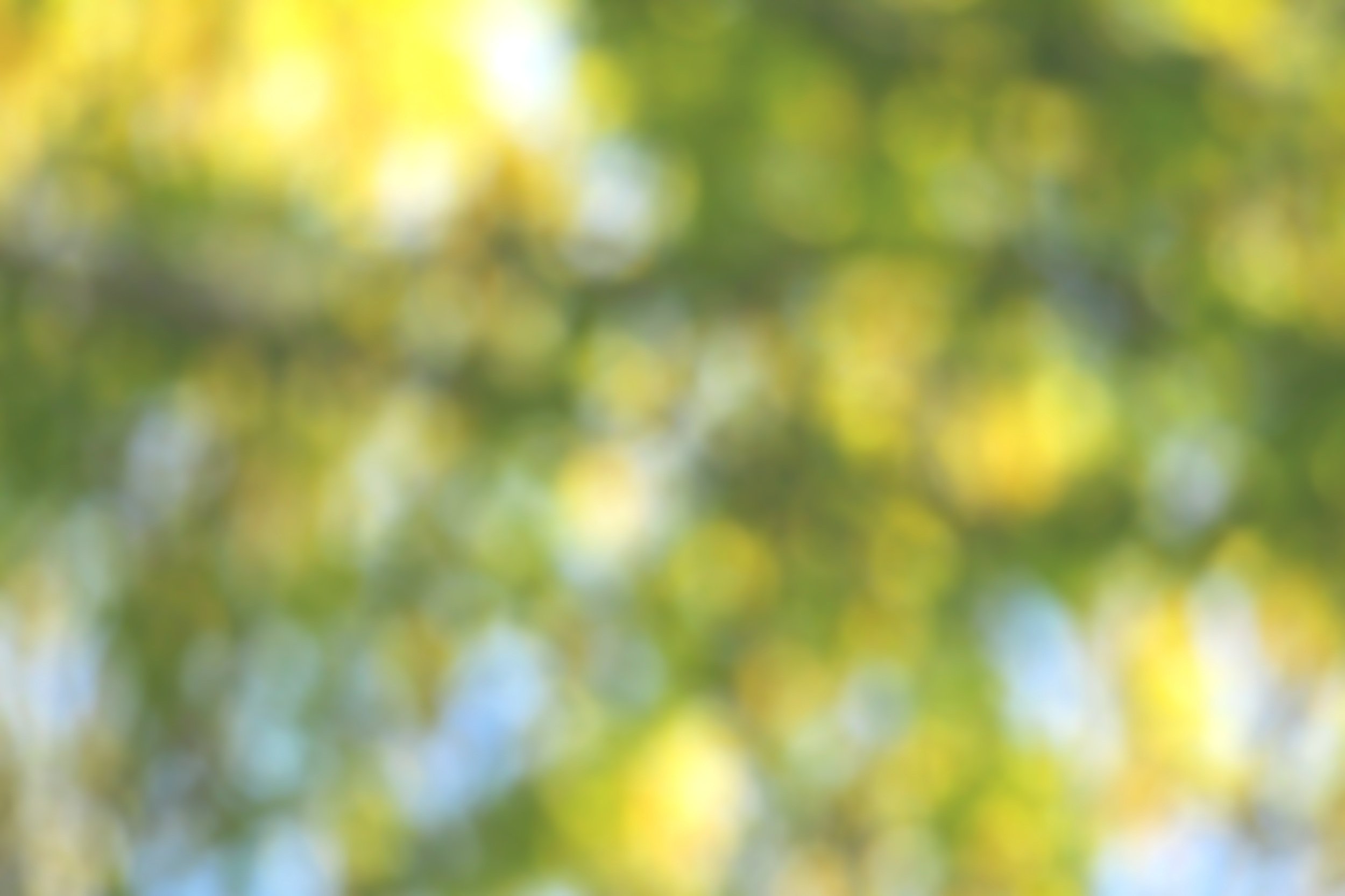 Blurred outdoor scene with green and yellow hues, possibly trees or foliage.